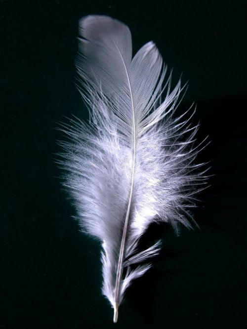 feather plumage wing