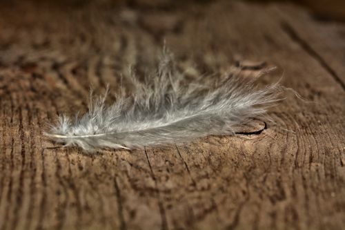 feather slightly tender