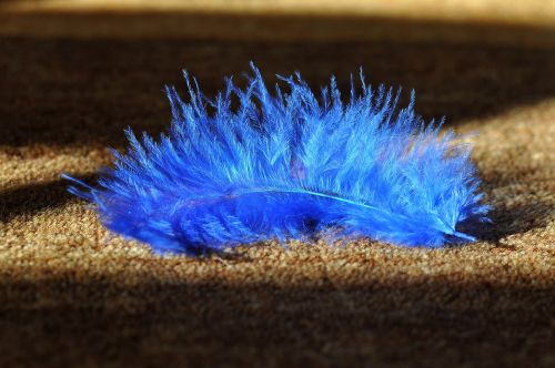 feather blue animal springs