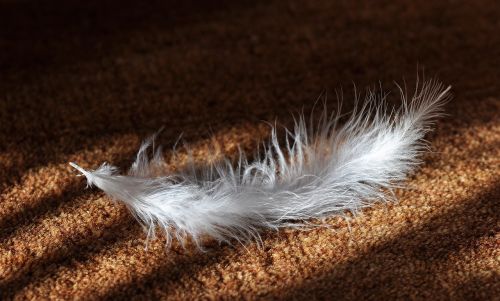 feather animal springs bird feather