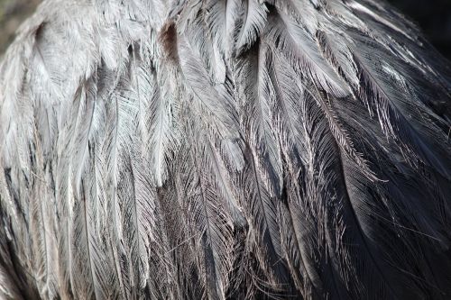 feather grey ostrich
