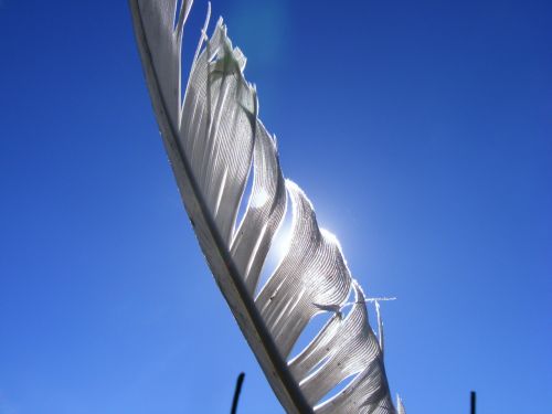 feather sunlight white