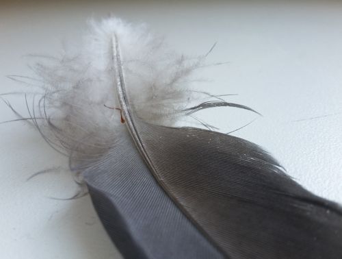 feather bird