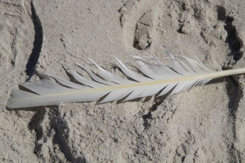 feather seagull bird feather