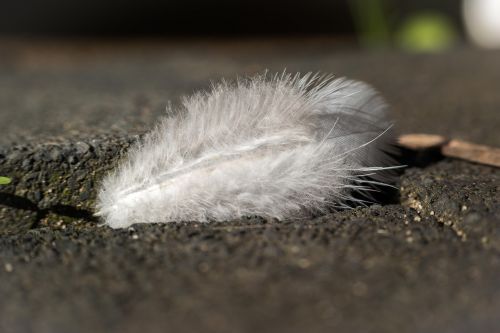feather bird soft