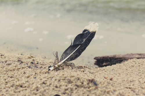 feather beach sand
