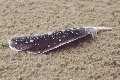 feather beach sand