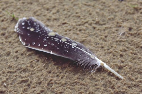 feather beach sand
