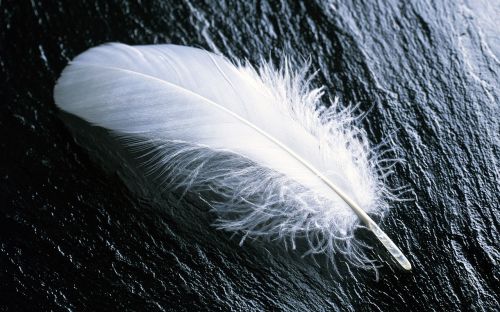 feather white fly