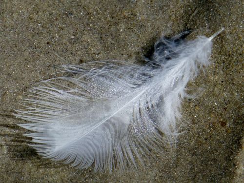 feather slightly light-weight
