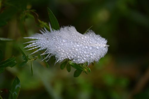 feather wet nature