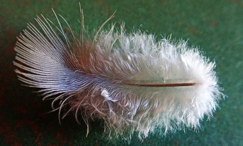feather fluffy  plumage  bird