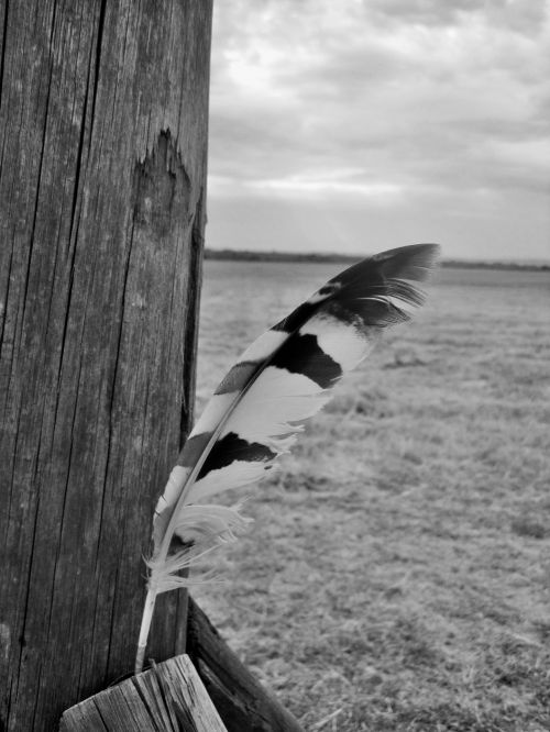 Feather In Black And White