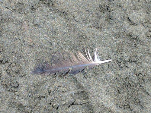 Feather In Sand