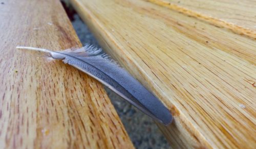 Feather On A Bench