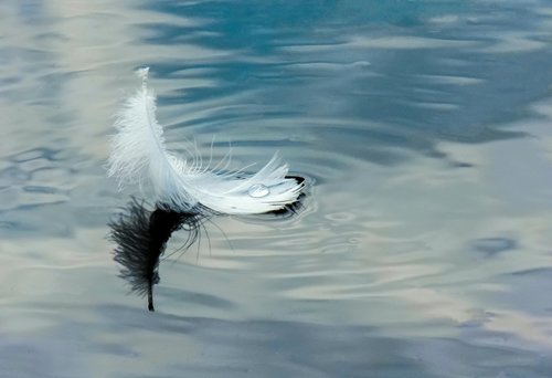 feather on water  white feather  floating on the river
