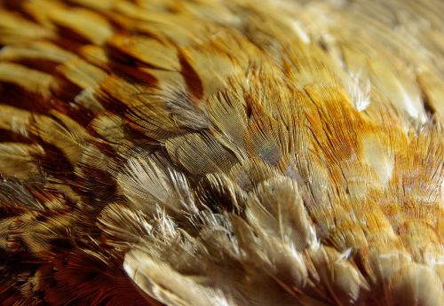 feathers bird pheasant
