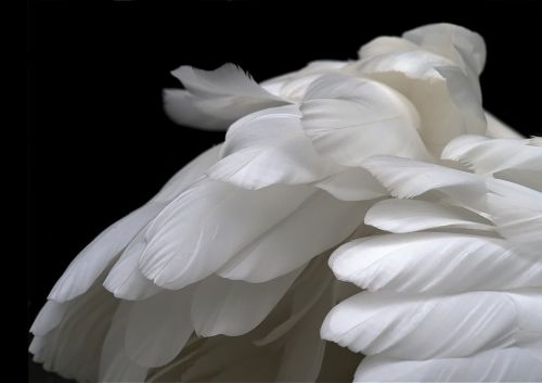 feathers white swan