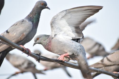 feathers pigeon wi