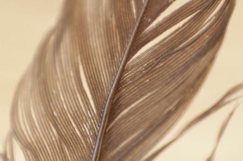 feathers plumage texture