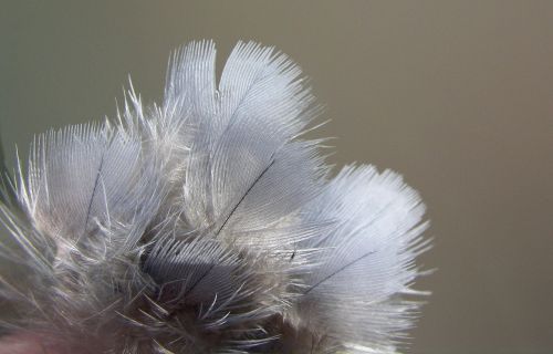 feathers bird nature