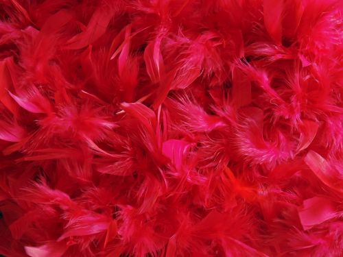 feathers dyed color
