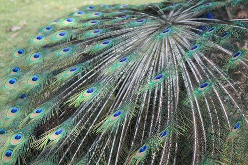 feathers  colors  nature