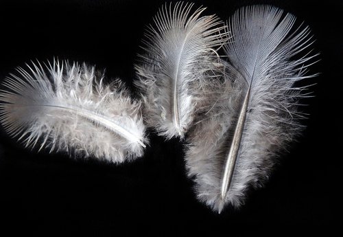 feathers  fluffy  bird