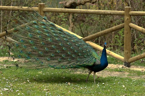 feathers  bird  peacock