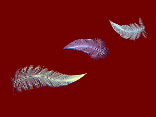 feathers  soft  plumage