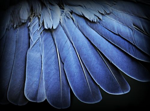 feathers wing macro