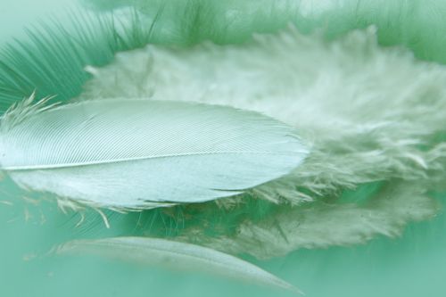 feathers reflection color