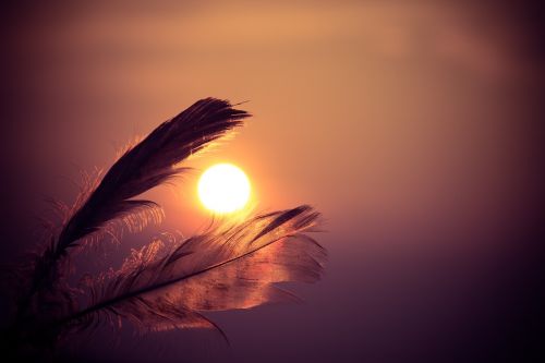 feathers sunset orange