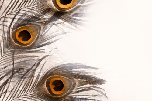 Feathery Background 2