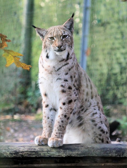 feature  the eurasian lynx  beast