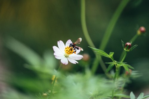 feed  flower  bee