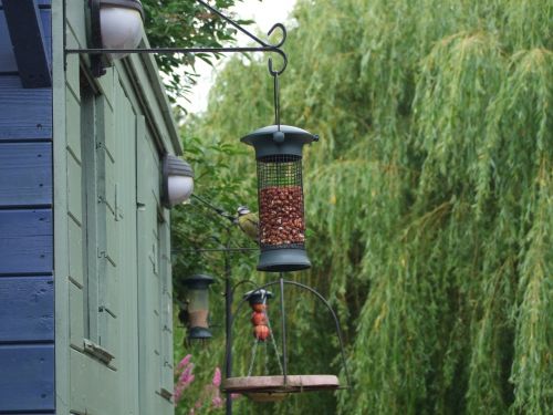 feeder feeding birds feeding