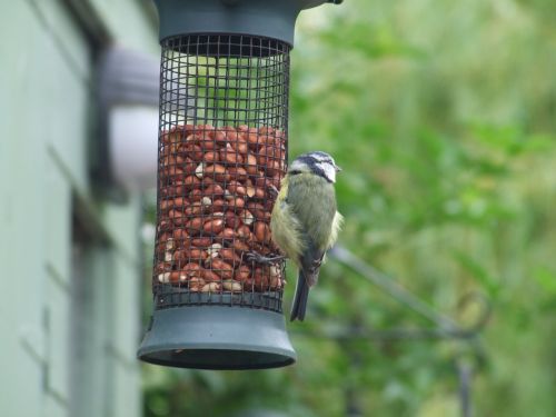 feeder feeding birds grain