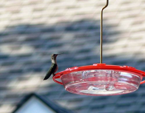 feeder perched hummingbird