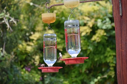 feeders  hummingbird  bird