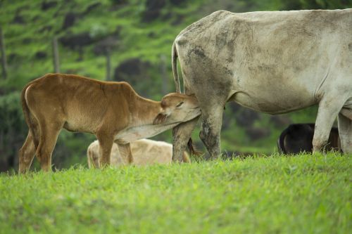 calf feeding cow