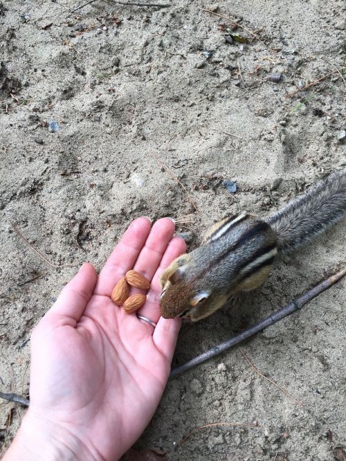 feeding chipmunk animal