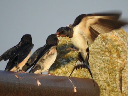 feeding birds nature