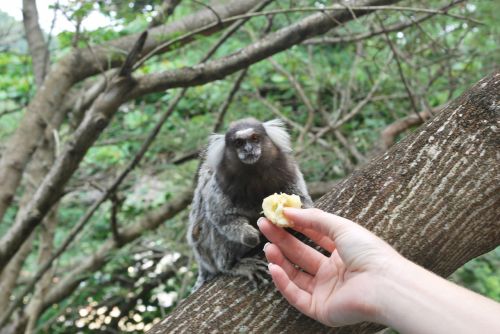 feeding animals monkey