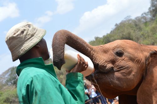 feeding baby elephants
