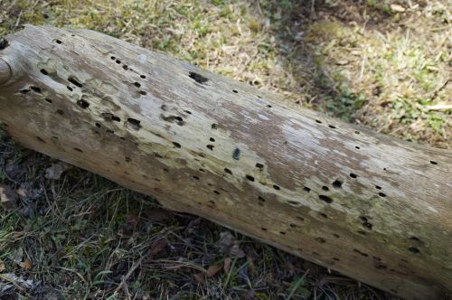 feeding holes log