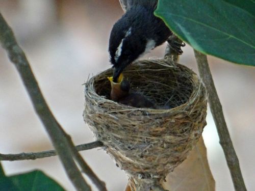feeding nest chicks