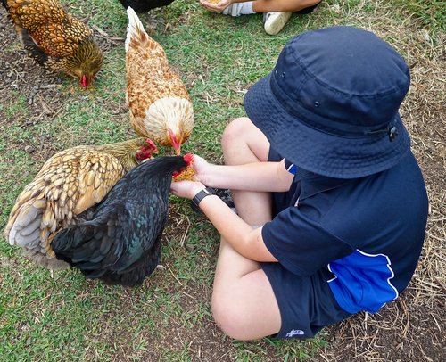 feeding  chickens  cute