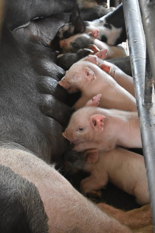 feeding  piglet  newborn