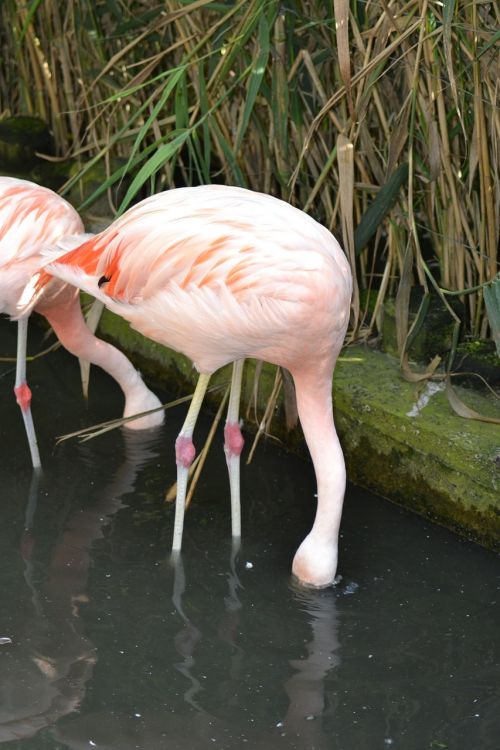 feeding flamingos pink flamingos wading birds